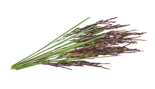 Close-up of plant against white background