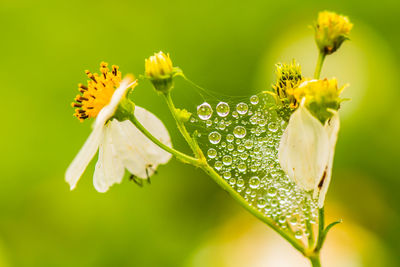 Close-up of yellow flowering plant