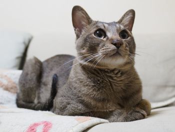 Close-up of cat looking away