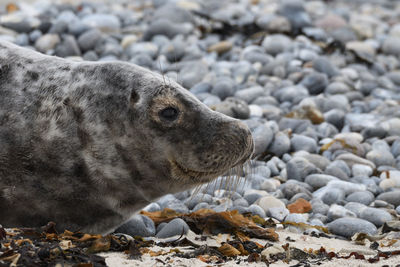 Seals in helgoland