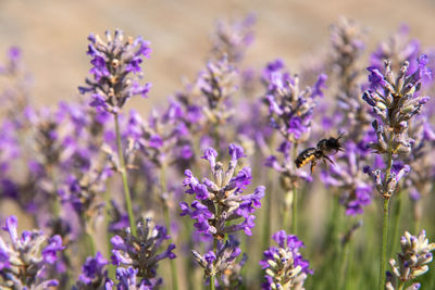 Striped bumblebees and bees collect nectar and pollinate purple lavender flowers