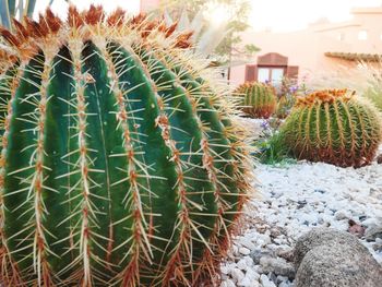 Close-up of cactus plant