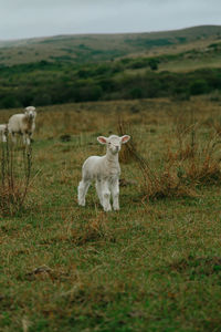 Sheep in a field