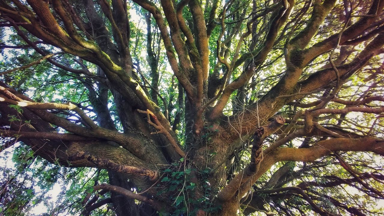 tree, plant, tree trunk, trunk, growth, forest, beauty in nature, nature, day, low angle view, tranquility, branch, no people, outdoors, land, plant part, leaf, scenics - nature, woodland, backgrounds, tree canopy, rainforest