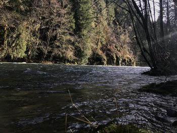 Scenic view of river in forest