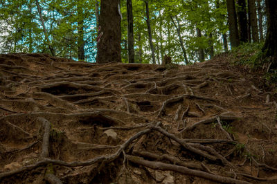 View of trees in forest