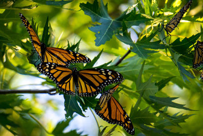 Close-up of butterfly pollinating flower
