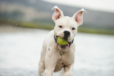 Close-up portrait of dog carrying ball in mouth against lake