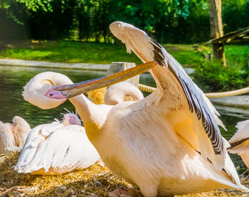 Close-up of pelican on lake
