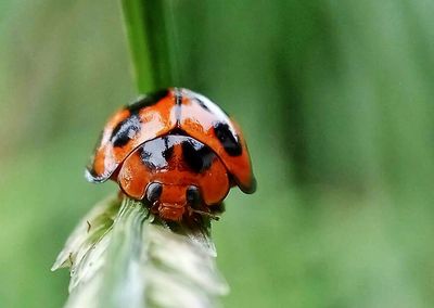 Close-up of ladybug on plant