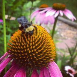 Close-up of bee pollinating flower