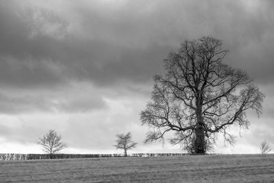 Trees on field against cloudy sky