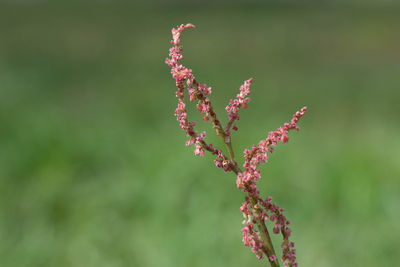 Close-up of pink flowering plant