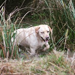 Close-up of dog on grass