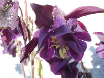 Close-up of purple orchid