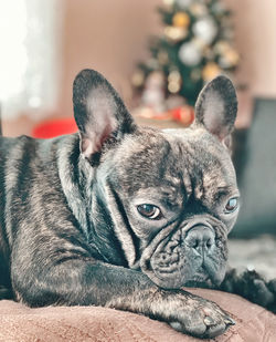 Close-up portrait of a dog