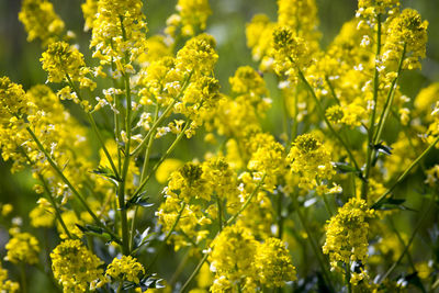 Close-up of yellow flowering plants on field