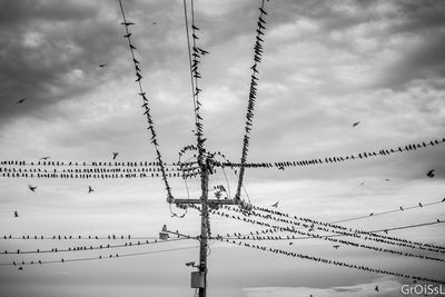 Low angle view of birds perching on bare tree against clear sky
