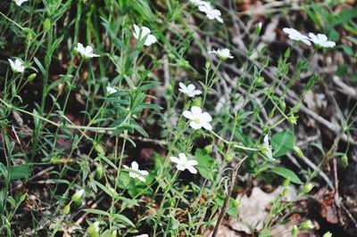 Close-up of white flowering plants on field