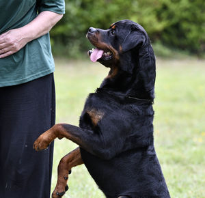 Midsection of man with dog