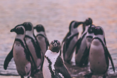 Close-up of penguins standing at beach during sunset