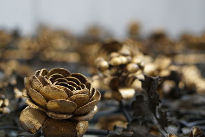 Close-up of dried plant