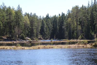 Scenic view of lake against trees in forest