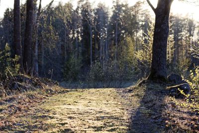 Dirt road passing through forest