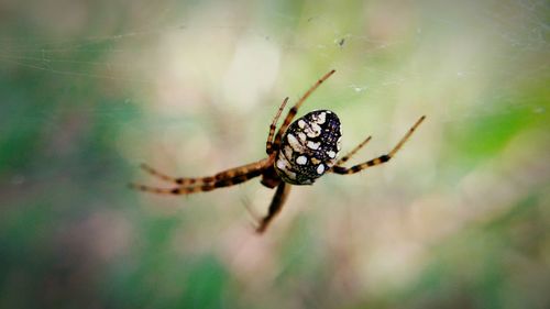 Close-up of spider on web