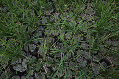 High angle view of fresh plants on field