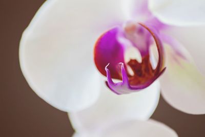 Close-up of flowers