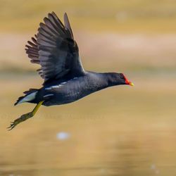 Close-up of bird flying over lake