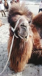 Close-up of camel sitting on sand