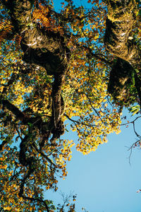 Low angle view of tree