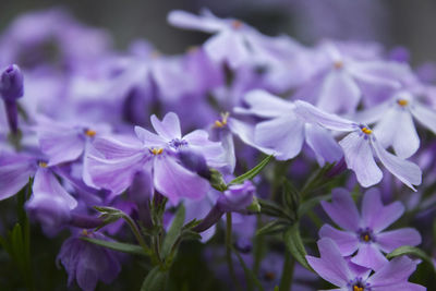 Close-up of purple flowering plants