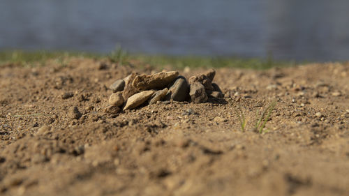 Surface level of animal on beach