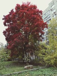 Trees and plants in park during autumn