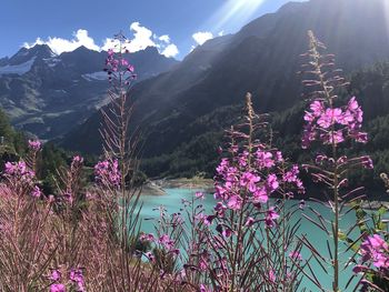 Pink-flowers against blue alpine lake and mountains in the morning light 