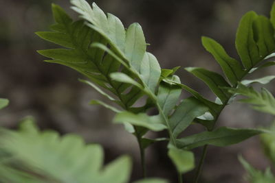 Close-up of green leaves