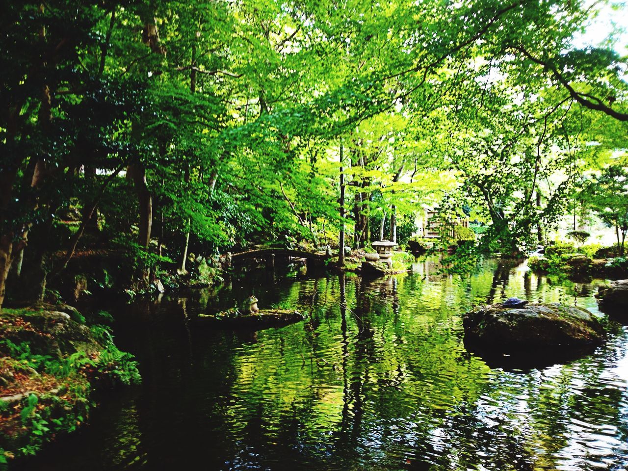 SCENIC VIEW OF POND