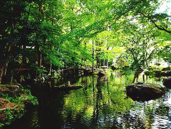 Reflection of trees in pond