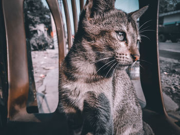 Close-up of a cat looking away