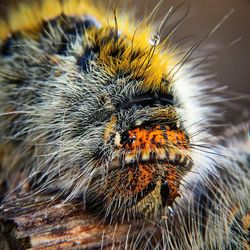 Close-up of insect