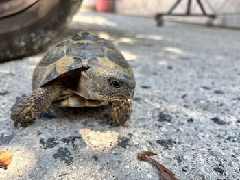 Close-up of turtle