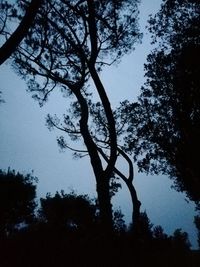Low angle view of silhouette tree against sky at dusk