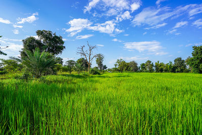 Scenic view of agricultural field against sky