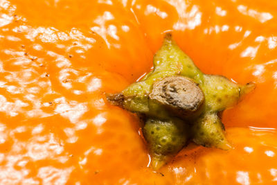 Close-up of orange