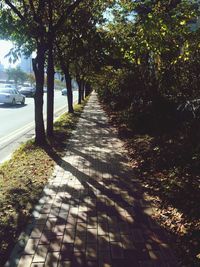 Footpath amidst trees