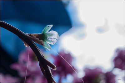 Close-up of flower against sky