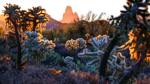 Close-up of plants during winter